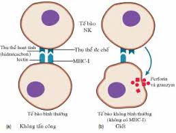 Tế bào mast hệ thống - Hình ảnh minh họa